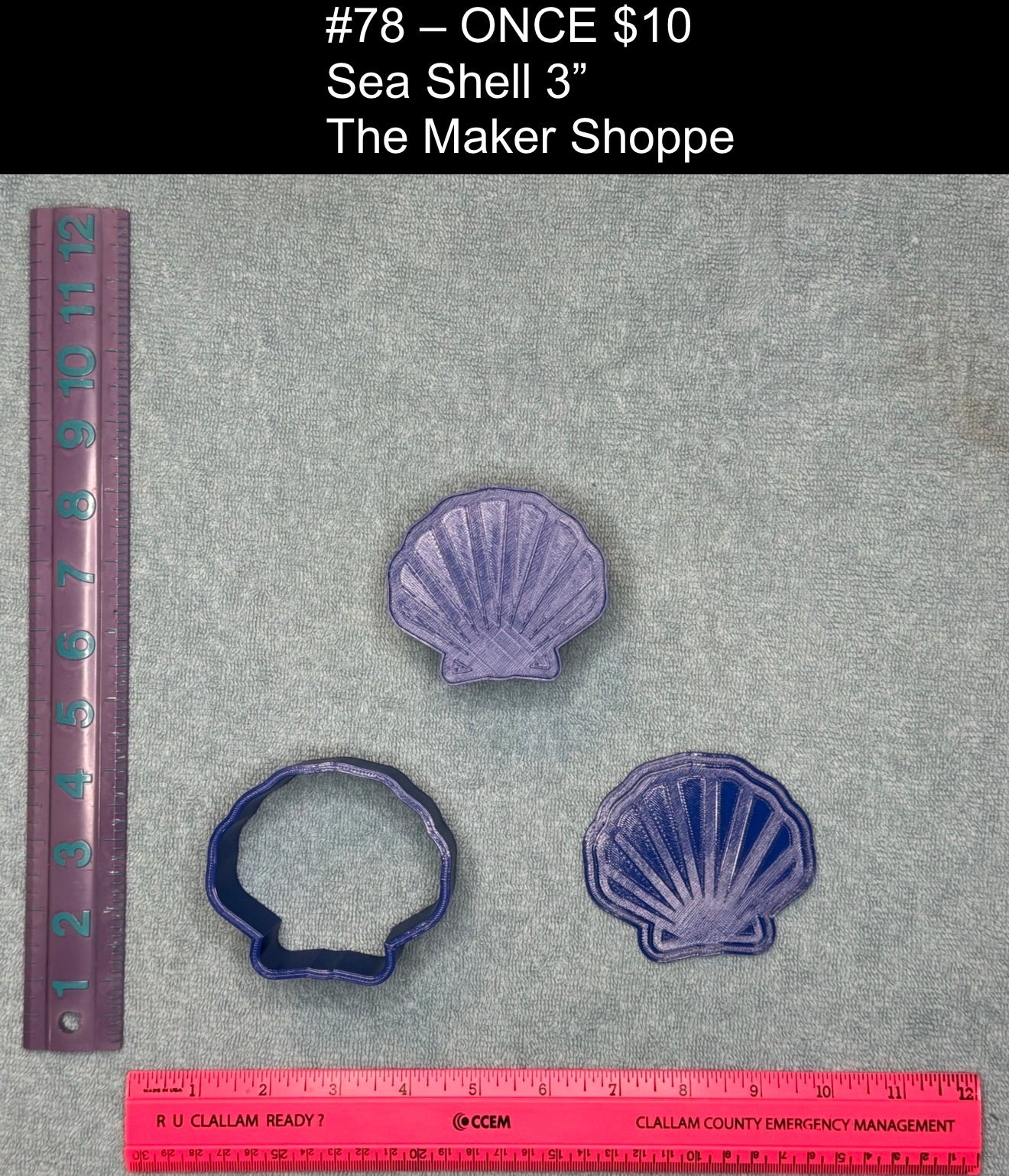 Sea Shell 3"